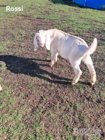 Англо-нубийски пръчлета за разплод, снимка 7 - Кози - 53256998