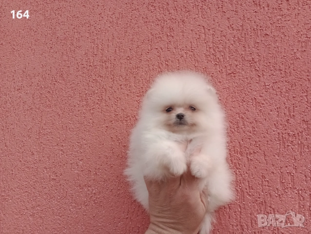 Мъжки и женски Померани.  Реални снимки от 22.03.26 г. 