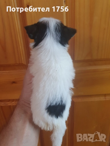 Бивер йорк, момиче с родословие., снимка 2 - Йоркширски териер - 52821943