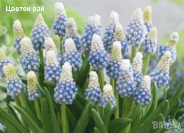 Луковици на мускари микс 10бр 5€, снимка 7 - Градински цветя и растения - 53639383
