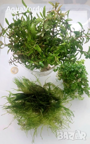 Пакет растения , снимка 2 - Рибки - 53702035