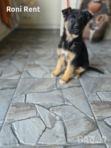 Немски Овчарки !Свободни 1 мъжко и 2 женски, снимка 3 - Немска овчарка - 52650450