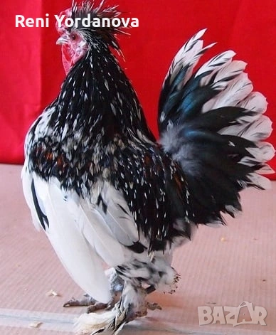 Продавам млади петли джинки 