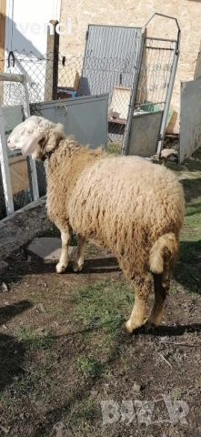 Продавам млад Овен Асаф, снимка 4 - Овце - 52215099