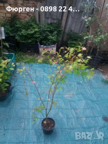 ЯПОНСКИ КЛЕН , ОРАНЖЕВ- ACER PALMATUM ‘ORANGE DREAM’ Промоция !!!, снимка 7 - Разсади - 40752289