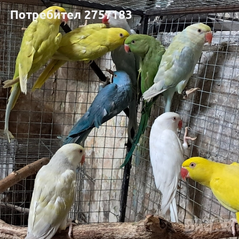 продавам папагали малак александар , снимка 5 - Папагали - 52966409