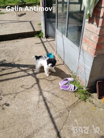 Кокер лагото, снимка 3 - Кокер шпаньол - 54045910