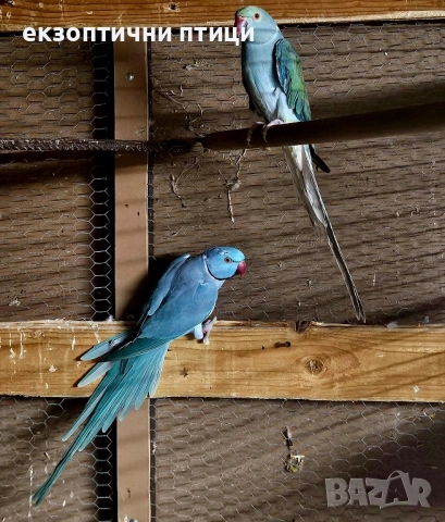 Продавам двойка М. Александри , снимка 2 - Папагали - 52528241