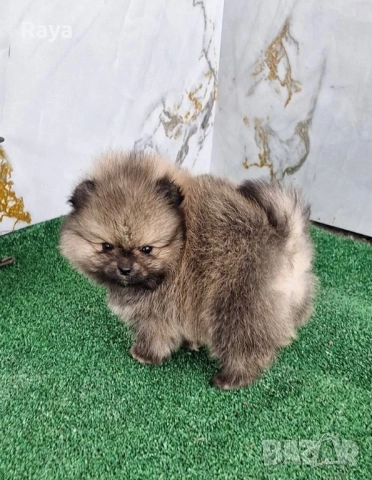 Померани със и без родословие, снимка 4 - Померан - 40676047