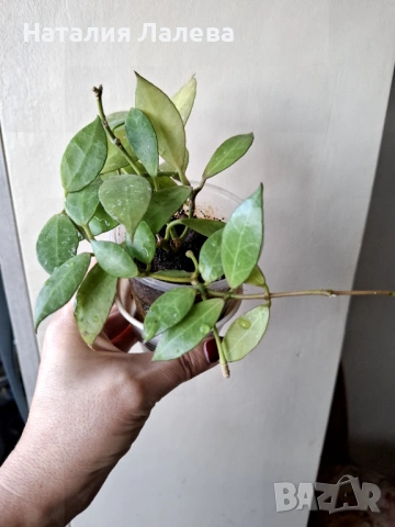 Хоя Ребека, hoya rebeca, снимка 2 - Стайни растения - 53409572