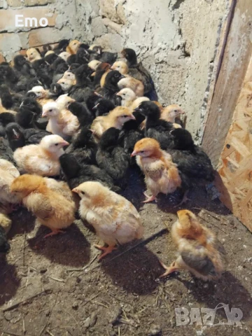 пилета, снимка 7 - Кокошки и пуйки - 49762588