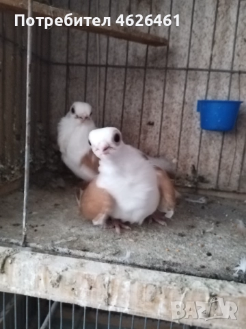 Кабаци, снимка 7 - Гълъби - 52482353