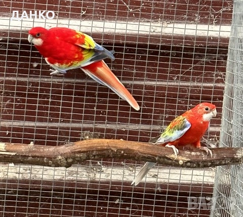 ПЕНАНТОВИ И ПЪСТРИ РОЗЕЛИ–МУТАЦИИ/тазигодишни/