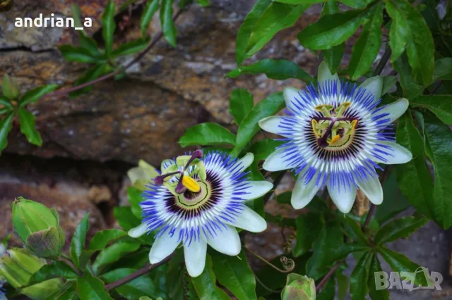 Пасифлора синя /Passiflora caerulea/

, снимка 5 - Градински цветя и растения - 47562594