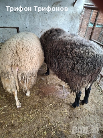 ПРОДАВАМ КОЧОВЕ - ФРЕЗИЕЦ