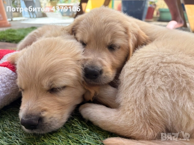 Голдън ретривър момче родословен баща, снимка 4 - Голдън ретривър - 52909387