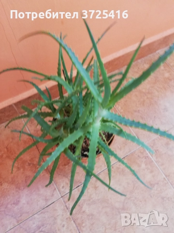 Алое в декоративна саксия, снимка 2 - Стайни растения - 50980938