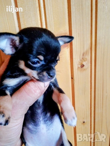 Чихуахуа късокосместо 