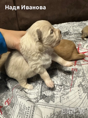 Немски шпиц, снимка 3 - Немски шпиц - 52687005