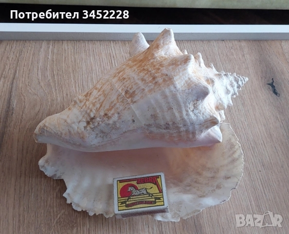 раковина голяма за ценители , снимка 7 - Декорация за дома - 51711876