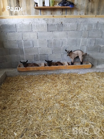 Продавам мъжки ярета френски алпин , снимка 11 - Други - 49669117