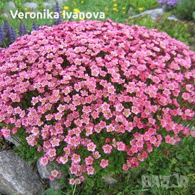 Саксифрага, снимка 2 - Градински цветя и растения - 53078223