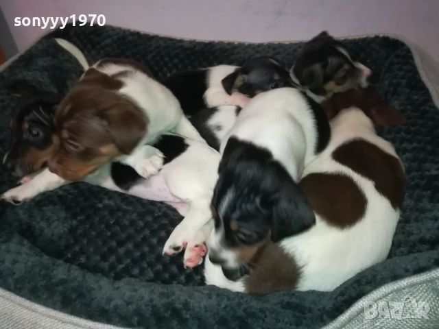 ДЖАК РЪСЕЛ 250ЛВ ЗА БРОЙ 2709251829, снимка 5 - Джак ръсел териер - 51859010