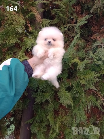 Мини Померани. Реални снимки от 19.12.25 год. , снимка 3 - Померан - 52849207