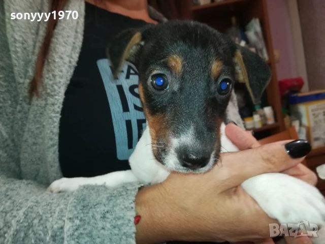 ЖЕНСКО КУТРЕ-ДЖАК РЪСЕЛ НА 40 ДЕНА 2909251558, снимка 9 - Джак ръсел териер - 51879256