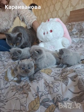 Британски сини колорпойнти , снимка 3 - Британска късокосместа - 53753333