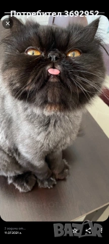 Подарявам персийски котарак