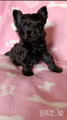Мини Йоркширски териер момче