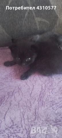 Prodavam kotka шотландска клепоуха, снимка 1
