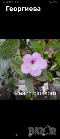 ризоми ахименес , снимка 2 - Градински цветя и растения - 53498563