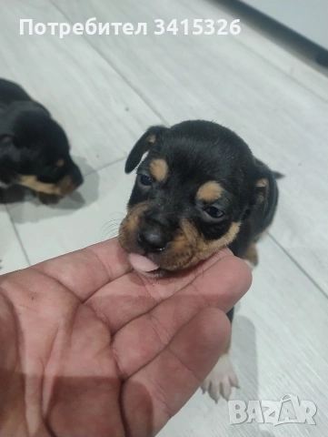 пинчер, снимка 3 - Пинчер - 53950963