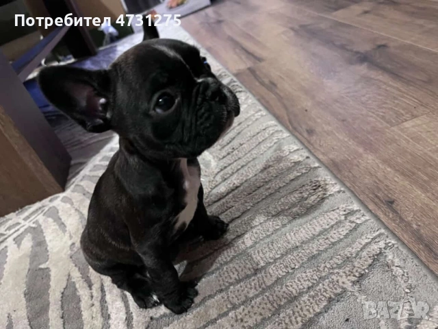 Френски булдог