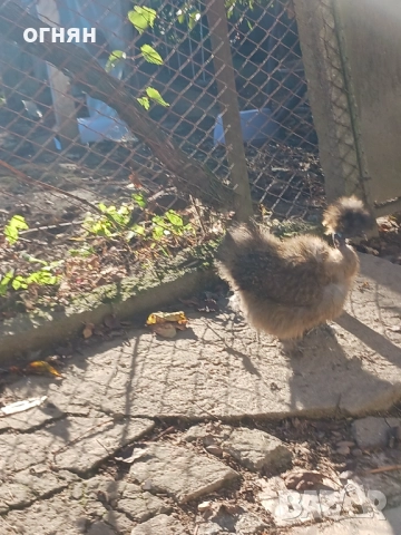 Свободни  копринки, снимка 2 - Кокошки и пуйки - 52769525