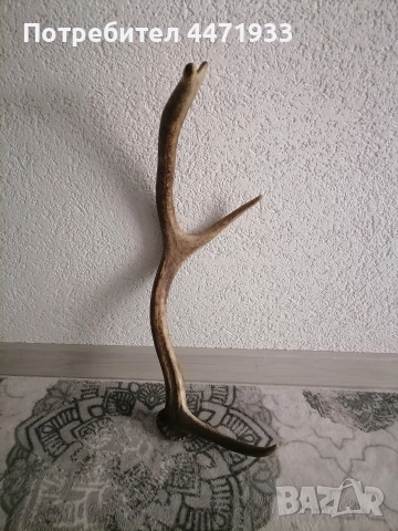 Рога от елен , снимка 3 - Декорация за дома - 52838162