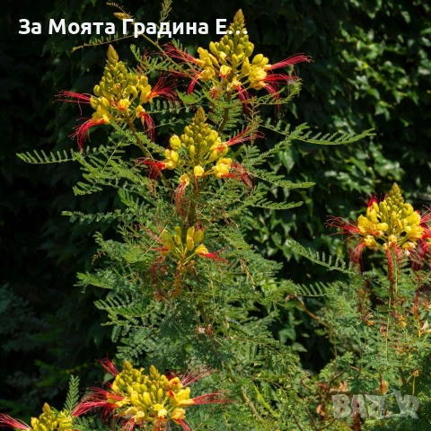 Цезалпиня - Caesalpinia Gilliesii , снимка 3 - Градински цветя и растения - 53635952