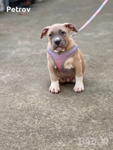 Американско були, снимка 4 - Питбул - 51911928