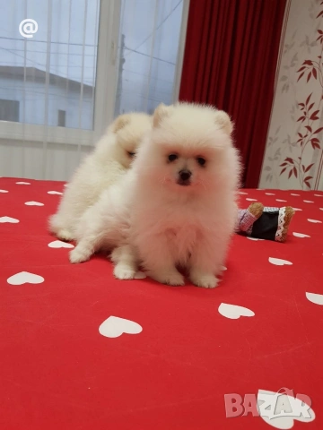 Померан померанчета свободни Гр. София, снимка 12 - Померан - 54000215