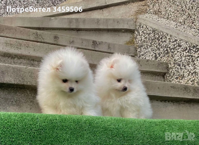 Померан померани , снимка 4 - Померан - 53004463