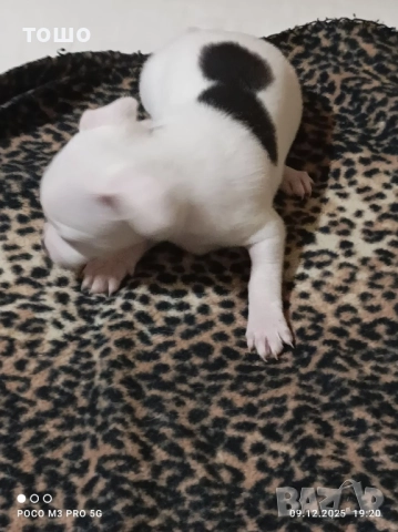 Сладки чихупинчери, снимка 8 - Чихуахуа - 52739986