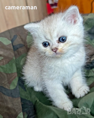 Шотландски котета готови за гушкане, снимка 5 - Британска късокосместа - 53483593