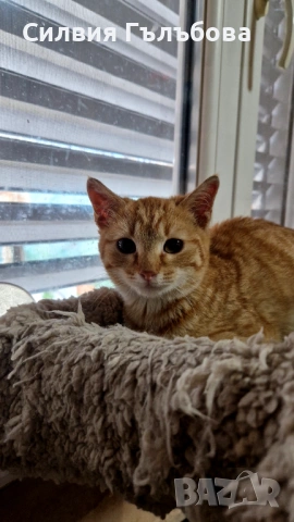 Азраел търси дом