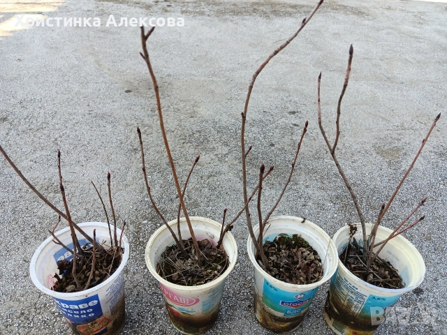 Арония разсад, снимка 4 - Разсади - 53768709