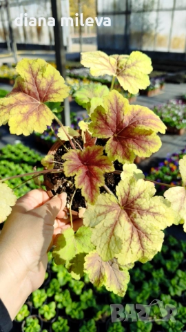 Хойхера Stoplight, студоустойчива, за сянка, снимка 5 - Градински цветя и растения - 52507064