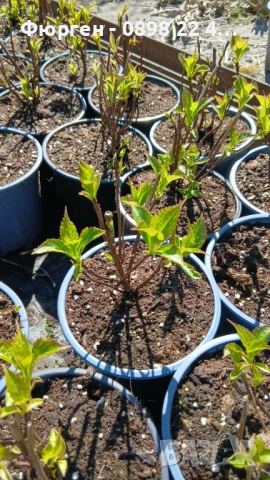   Хортензия „Бурса“ – компактна планинска хортензия, снимка 4 - Разсади - 54161620