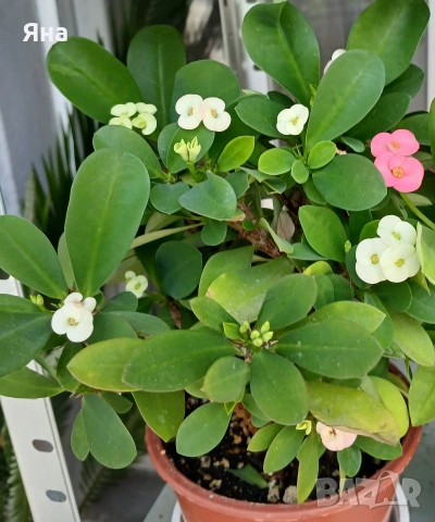 Исусов венец - Еуфорбия, Розов и бял цвят, снимка 2 - Стайни растения - 51096996