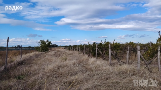 Лозе и нива до Пловдив, снимка 8 - Земеделска земя - 52655866